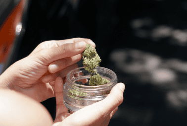 Marijuana can stay in blood, urine, and even hair as the thc and its metabolites can register multiple times throughout various tests. Iranian Journal